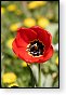 bloemen bloem hdr natuur flora roos rozen tulp tulpen orchidee orchideeen zonnebloem geranium cannabis marihuana wiet hennep sativa indica